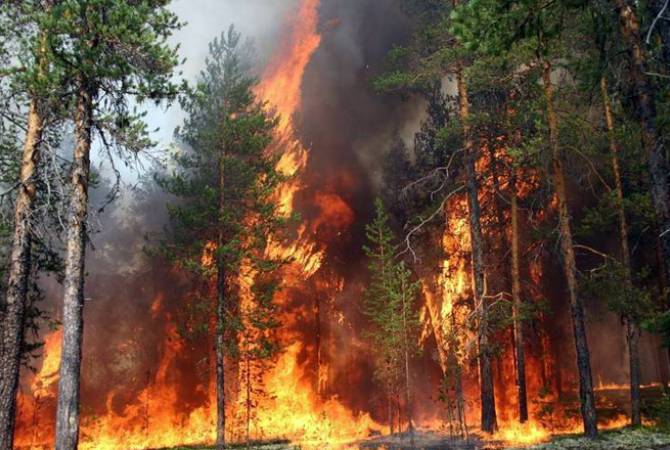 C:\Users\Елена\Desktop\Рабочая\сми\Статьи\2022 Лес, сухая растительность\лесной пожар 2.jpg